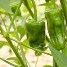 Padron Peppers Edible Planting Vegetable Garden 25 seeds