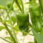 Padron Peppers Edible Planting Vegetable Garden 25 seeds