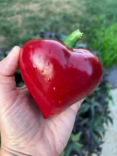 Lesya Red Paprika Peppers Ukranian Edible Planting Vegetable Garden 25 seeds
