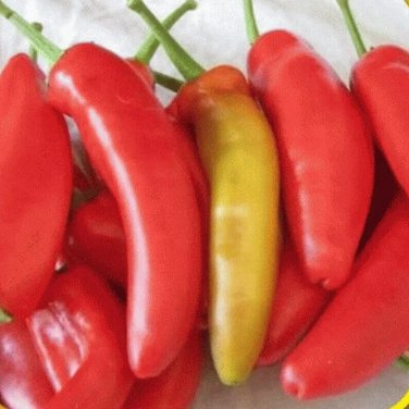 Hungarian Sweet Wax Peppers Edible Planting Vegetable Garden 25 seeds