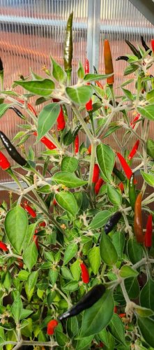 Black Cobra Peppers Aka Goats' Weed Edible Planting Vegetable Garden 25 seeds