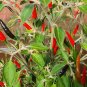 Black Cobra Peppers Aka Goats' Weed Edible Planting Vegetable Garden 25 seeds
