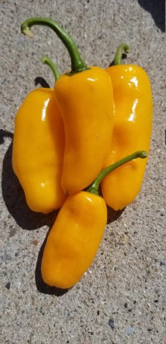Yellow Datil Peppers Edible Planting Vegetable Garden 25 seeds