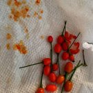 Chile Pequin Peppers Edible Planting Vegetable Garden 25 seeds