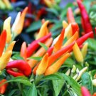 Heirloom Tabasco Peppers Edible Planting Vegetable Garden 25 seeds