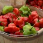 Mad Hatter Chili Peppers Edible Planting Vegetable Garden 25 seeds