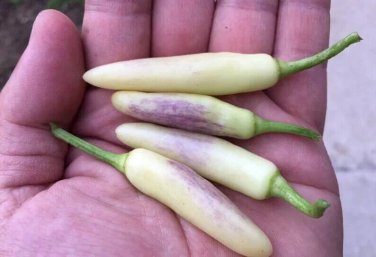White Thai Peppers Edible Planting Vegetable Garden 25 seeds