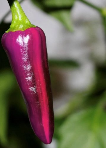 Purple Tiger Hot Peppers Edible Planting Vegetable Garden 25 seeds