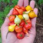Brazilian Biquinho Peppers Edible Planting Vegetable Garden 25 seeds