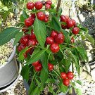 Satan'S Kiss Peppers Edible Planting Vegetable Garden 25 seeds