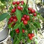 Satan'S Kiss Peppers Edible Planting Vegetable Garden 25 seeds