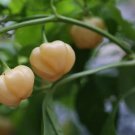 Peachadew Peppers Edible Planting Vegetable Garden 25 seeds
