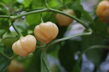 Peachadew Peppers Edible Planting Vegetable Garden 25 seeds