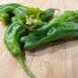 Shishito Peppers Shishitogarashi Edible Planting Vegetable Garden 25 seeds