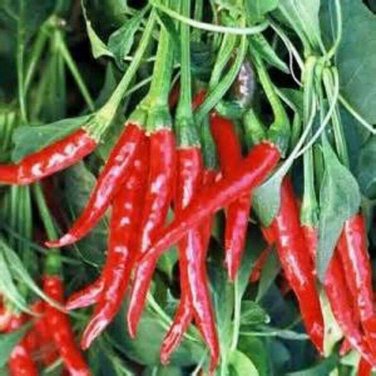 Thai Hot, Heirloom Peppers Edible Planting Vegetable Garden 25 seeds