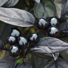 Black Pearl Hot Peppers Edible Planting Vegetable Garden Food 25 seeds