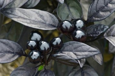 Black Pearl Hot Peppers Edible Planting Vegetable Garden Food 25 seeds