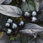 Black Pearl Hot Peppers Edible Planting Vegetable Garden Food 25 seeds