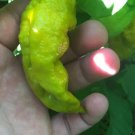 Mustard Carbonero Cross Peppers Edible Planting Vegetable Garden 25 seeds