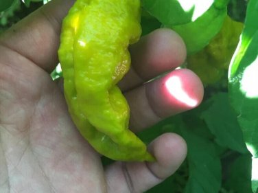 Mustard Carbonero Cross Peppers Edible Planting Vegetable Garden 25 seeds