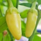 Cascabella Peppers Edible Planting Vegetable Garden 25 seeds