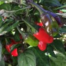 Variegated Jigsaw Peppers Edible Planting Vegetable Garden 25 seeds