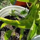 Big Bang Peppers Sweet Plant Vegetable Garden 25 seeds