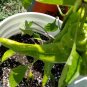 Big Bang Peppers Sweet Plant Vegetable Garden 25 seeds