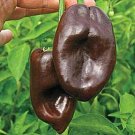 Mulato Isleno Peppers Plant Vegetable Garden 25 seeds