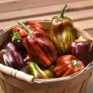 Candy Cane Chocolate Cherry Bell Peppers Sweet Plant Vegetable Garden 25 seeds