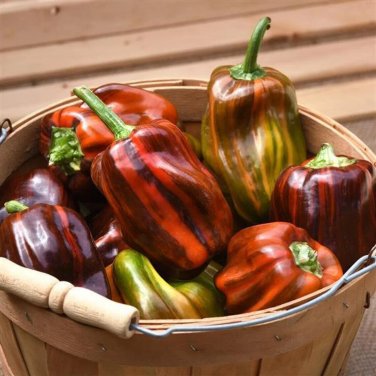 Candy Cane Chocolate Cherry Bell Peppers Sweet Plant Vegetable Garden 25 seeds