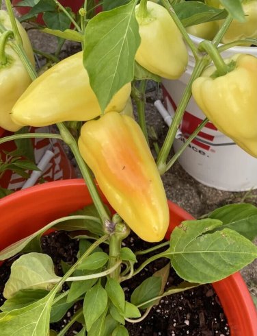 Gypsy Sweet Peppers Planting  Vegetable Garden 25 seeds