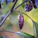Midnight Bubblegum Peppers Heirloom Vegetable Garden 25 seeds