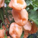 Pink 7 Pot Peppers 7Pot 7Pod Heirloom Vegetable Garden 25 seeds