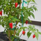 Red Ghost Peppers Capsicum Chinens Heirloom Vegetable Garden 25 seeds