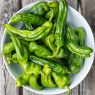 Shishito Peppers Heirloom Hot Vegetable Garden 25 seeds