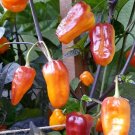 Pimenta Puma Peppers Heirloom Hot Vegetable Garden 25 seeds