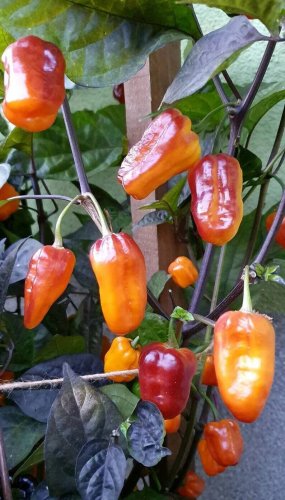 Pimenta Puma Peppers Heirloom Hot Vegetable Garden 25 seeds