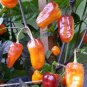 Pimenta Puma Peppers Heirloom Hot Vegetable Garden 25 seeds