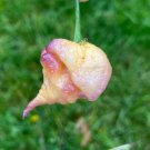 Purple Peach Carolina Reaper Peppers Heirloom Hot Vegetable Garden Hot 25 seeds