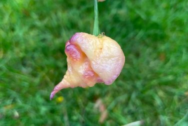 Purple Peach Carolina Reaper Peppers Heirloom Hot Vegetable Garden Hot 25 seeds