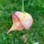 Purple Peach Carolina Reaper Peppers Heirloom Hot Vegetable Garden Hot 25 seeds
