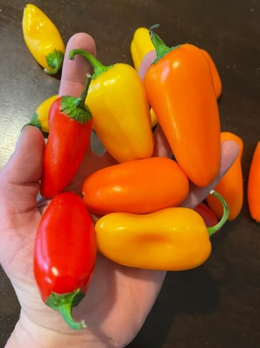 Lunchbox Peppers Mixed Pack Vegetable Garden Food Mild Easy Grow 25 seeds