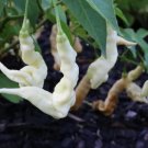 Aji White Lightning Bolt Peppers Garden Vegetables Edible 25 seeds