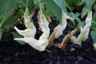 Aji White Lightning Bolt Peppers Garden Vegetables Edible 25 seeds