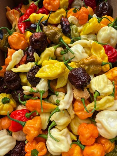 Premium Rare Variety Hot Peppers Garden Vegetables Edible 25 seeds