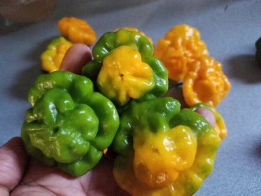 Scotch Bonnet Peppers Green Yellow Garden Vegetables Edible 25 seeds