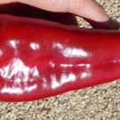 Ajvarski Peppers Sweet Garden Vegetables Edible Tasty Salads Cooking 25 seeds