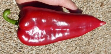 Ajvarski Peppers Sweet Garden Vegetables Edible Tasty Salads Cooking 25 seeds