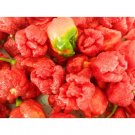 Dragons Breath Chili Peppers Garden Vegetables Edible Hot Spicy Food 25 seeds